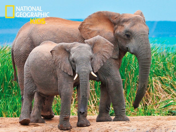 Prime 3D legpuzzel amazing animals olifant 100 stukjes - Afbeelding 2